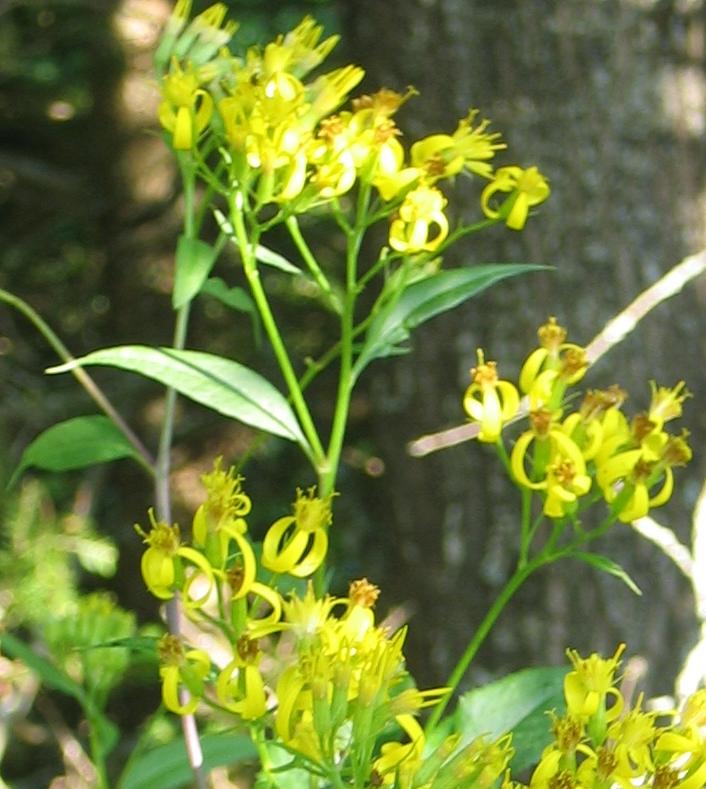 Che pianta ? - Senecio sp.